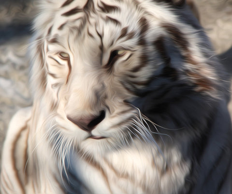 Image of Close Up of a White Tiger's Face diamond painting