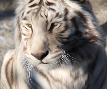 Close Up of a White Tiger's Face diamond painting