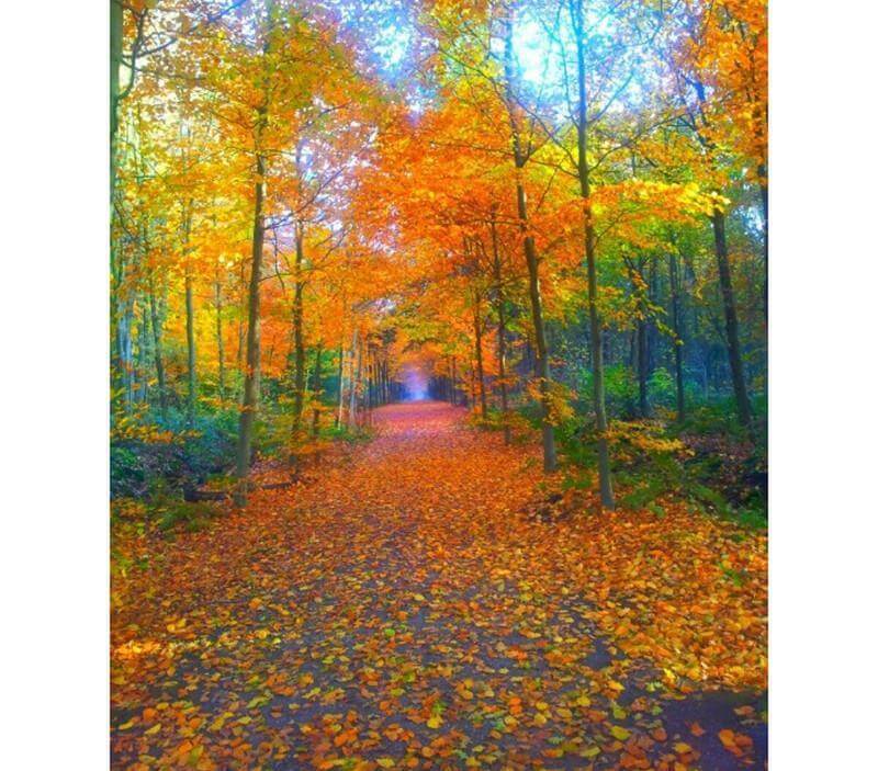 Diamond painting of a vibrant autumn forest with a winding path covered in colorful leaves.