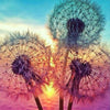 Diamond painting of a dandelion with vibrant pink and blue flowers.