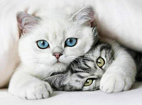 Image of Cuddling Cats Diamond Painting