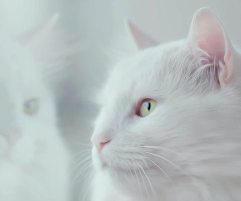 Image of Diamond painting of a white cat looking out a window, with its reflection visible in the glass.