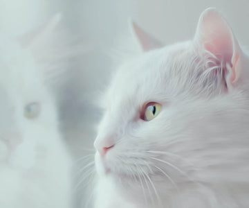 Diamond painting of a white cat looking out a window, with its reflection visible in the glass.