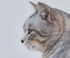 Diamond painting of a cute cat with grey and white fur