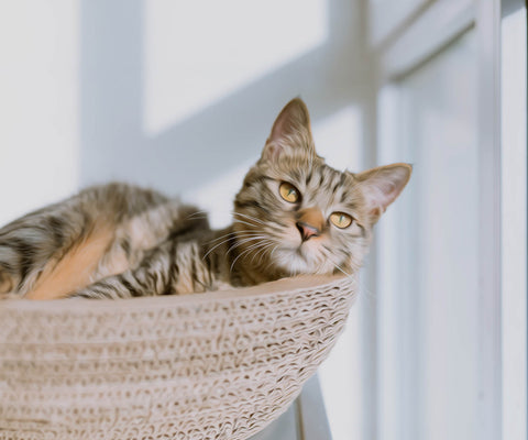 Image of Diamond painting of a cute tabby cat resting in a woven basket