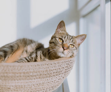 Diamond painting of a cute tabby cat resting in a woven basket