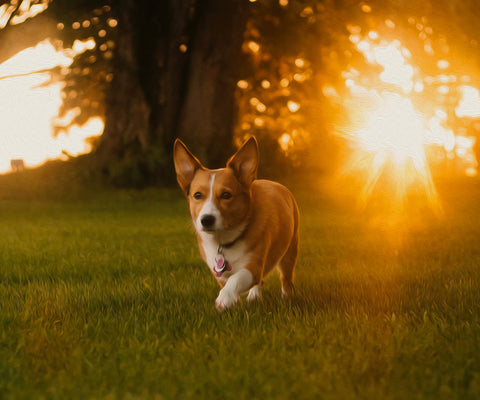 Image of Diamond painting of a cute corgi dog running in a field at sunset