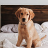 Diamond painting of a cute golden retriever puppy sitting on a bed