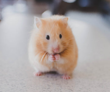 Diamond painting of a cute golden hamster sitting on its paws