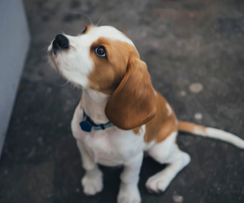 Image of Diamond painting of a cute little beagle puppy sitting, looking up