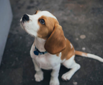 Diamond painting of a cute little beagle puppy sitting, looking up