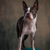 Diamond painting of a cute little Boston Terrier dog standing on a platform