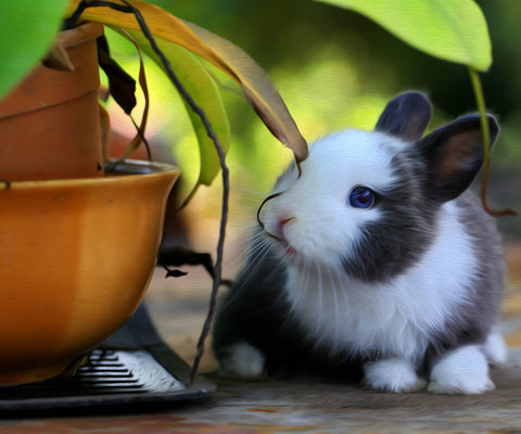 Image of Diamond painting of a cute little black and white bunny exploring a plant