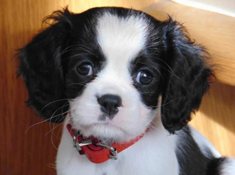 Image of Diamond Painting of a Cute Puppy with Big Eyes