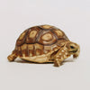 Diamond painting of a cute baby African tortoise