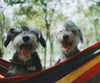 Diamond painting of two cute Schnoodle puppies sitting in a hammock