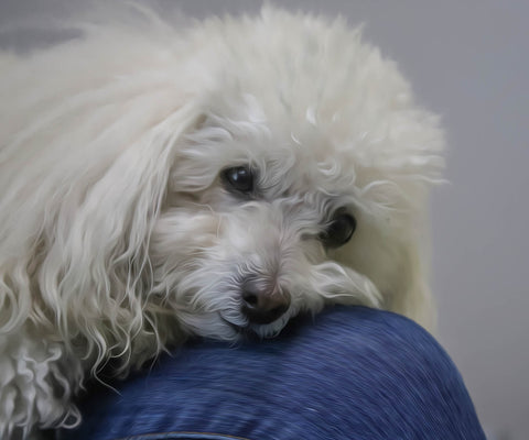 Image of Diamond painting of a cute Bolognese dog resting on a lap