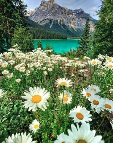 Image of Diamond painting of a field of daisies blooming near a mountain lake