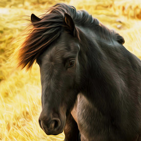 Diamond Painting: Black Stallion