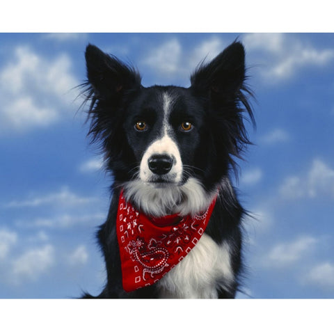 Image of Diamond painting of a Border Collie dog wearing a red bandana.