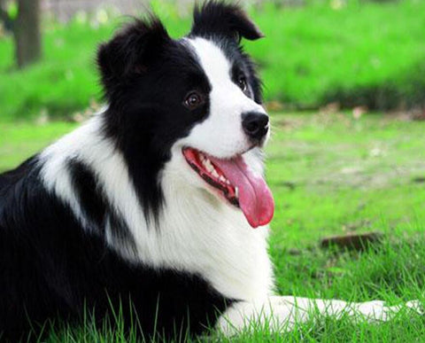 Image of Diamond painting of a black and white Border Collie dog relaxing in a field of green grass.