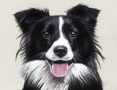 Image of Diamond painting of a playful Border Collie dog
