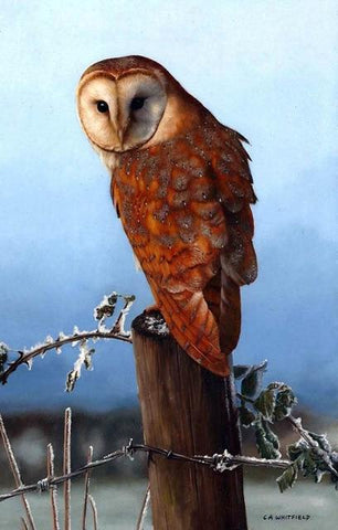 Image of Diamond painting of a brown owl perched on a tree branch.