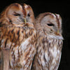 Diamond painting of two colorful owls nuzzling affectionately