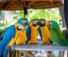 diamond painting of colorful parrots