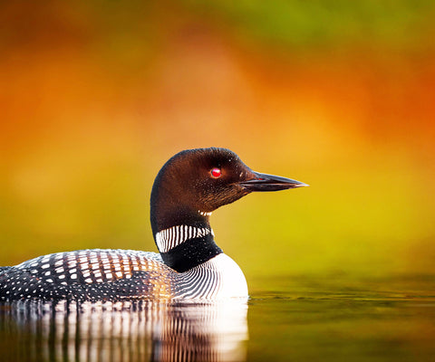 Image of diamond painting of a Common Loon swimming on a lake