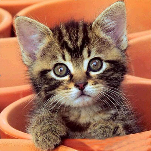 Image of diamond painting of a cute tabby kitten in a flower pot