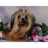 diamond painting of a cute Yorkshire Terrier puppy with flowers