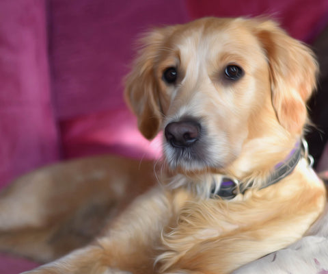 Image of diamond painting of a golden retriever puppy relaxing