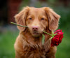 diamond painting of a golden retriever puppy holding a rose