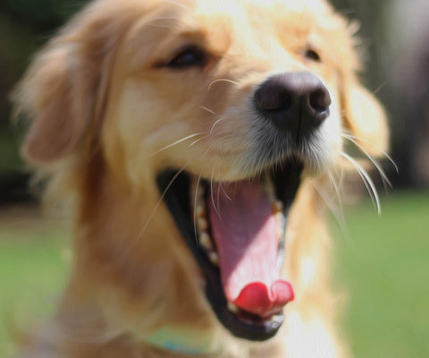 Image of diamond painting of a golden retriever puppy yawning