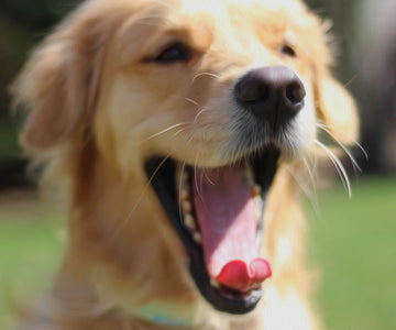 diamond painting of a golden retriever puppy yawning