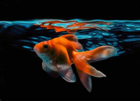 Image of diamond painting of a goldfish swimming underwater