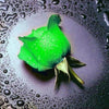 diamond painting of a green rose with water droplets