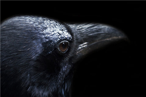 Image of diamond painting of a crow's head and eye on a dark background