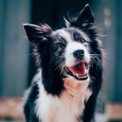 Image of diamond painting of a happy Border Collie dog