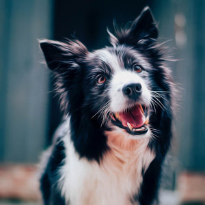 diamond painting of a happy Border Collie dog