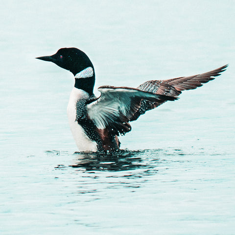 Image of diamond painting of a common loon spreading its wings on a lake