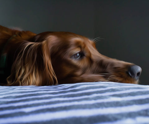 Image of diamond painting of an Irish Setter dog