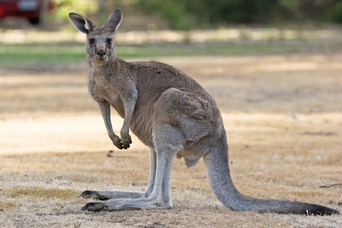 Image of diamond painting of an Eastern Grey Kangaroo