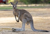 diamond painting of an Eastern Grey Kangaroo