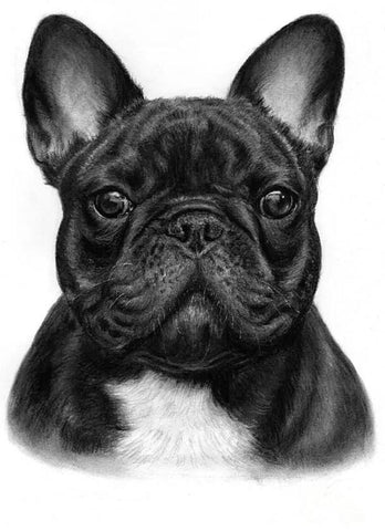 Image of Diamond painting kit featuring a black and white French bulldog