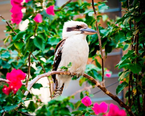 Image of diamond painting of a kookaburra bird on a branch