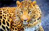 diamond painting of a leopard