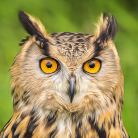 Diamond painting of a long-eared owl with brown and white feathers