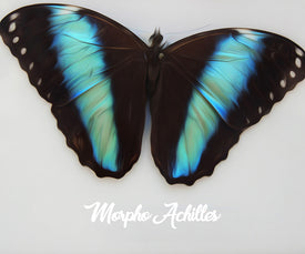 diamond painting of a blue morpho butterfly